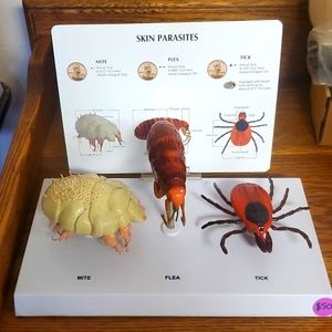 Nasco canine skin parasites model - mite, flea, tick